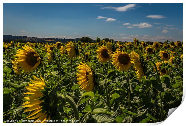 Sunflowers Print by kevin cook