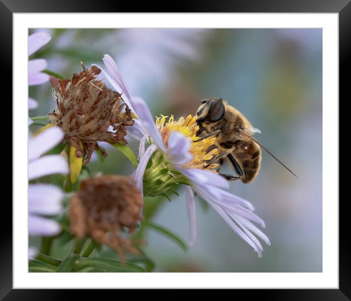 Common Dronefly on flower Framed Mounted Print by Jonathan Thirkell
