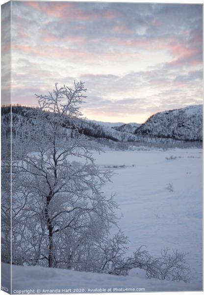 Frozen tree in Norway Canvas Print by Amanda Hart