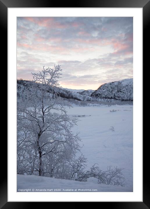 Frozen tree in Norway Framed Mounted Print by Amanda Hart