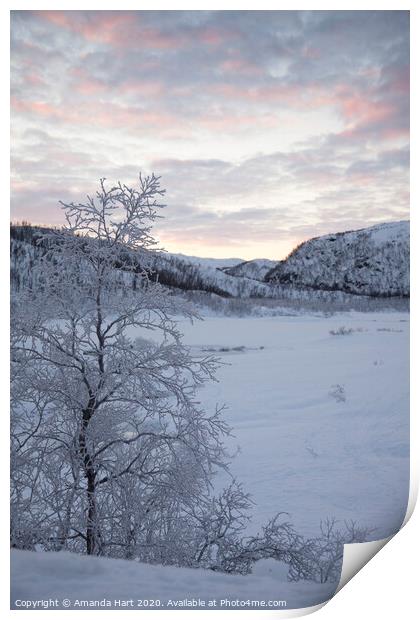Frozen tree in Norway Print by Amanda Hart