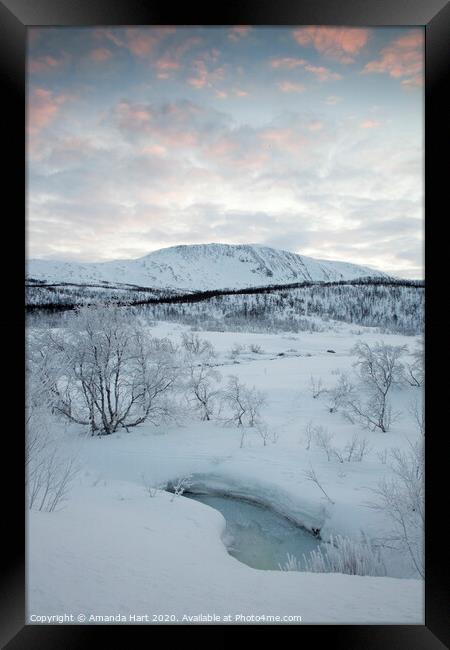 Frozen trees in Norway Framed Print by Amanda Hart