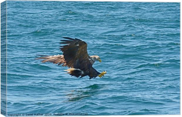 White-tailed Sea Eagle attacks Canvas Print by David Mather