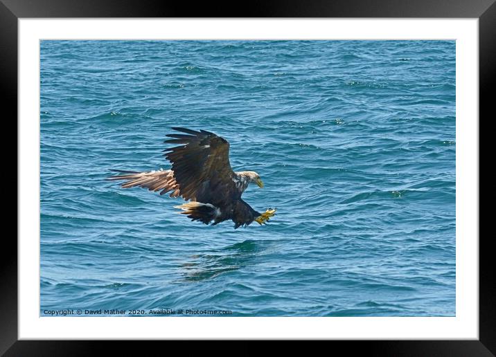White-tailed Sea Eagle attacks Framed Mounted Print by David Mather