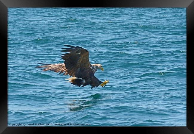 White-tailed Sea Eagle attacks Framed Print by David Mather