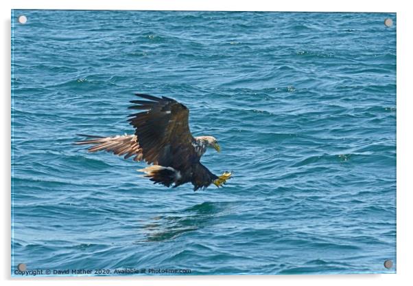 White-tailed Sea Eagle attacks Acrylic by David Mather