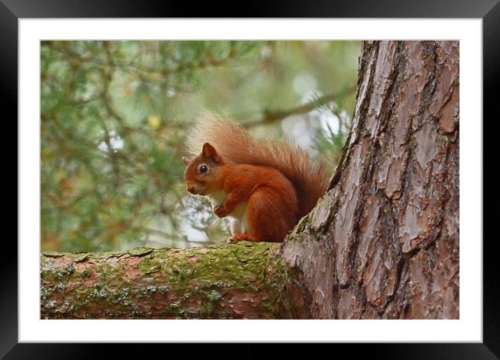 Red Squirrel Framed Mounted Print by David Mather