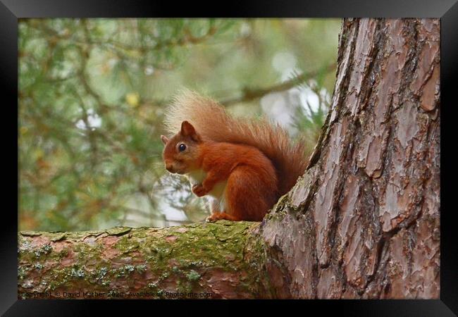 Red Squirrel Framed Print by David Mather