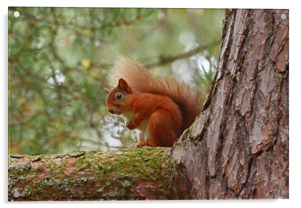 Red Squirrel Acrylic by David Mather