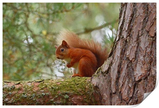 Red Squirrel Print by David Mather