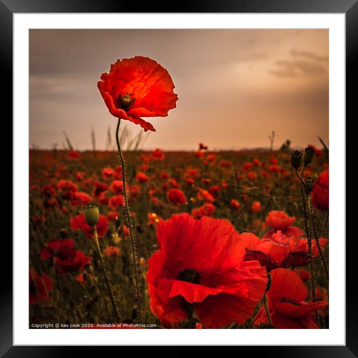 proud poppy Framed Mounted Print by kevin cook