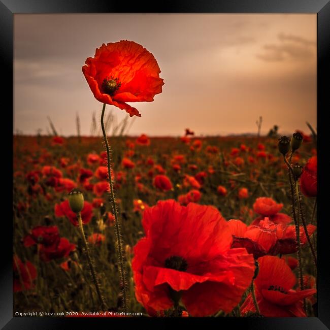 proud poppy Framed Print by kevin cook