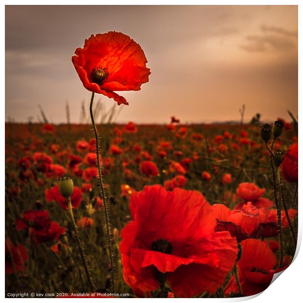 proud poppy Print by kevin cook