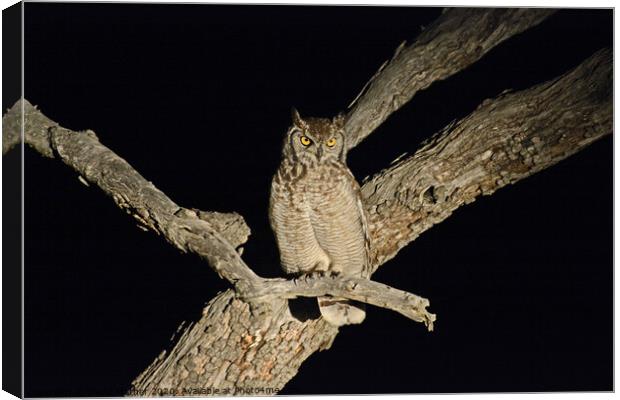 Spotted Eagle Owl Canvas Print by David Mather