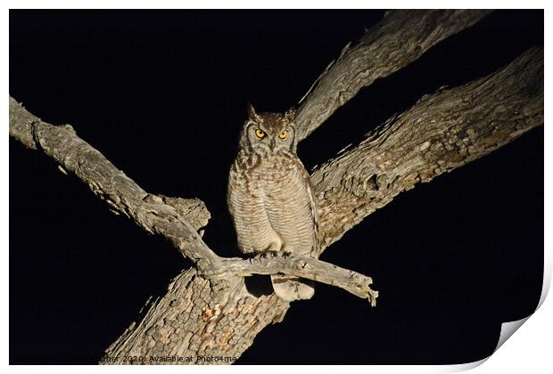 Spotted Eagle Owl Print by David Mather