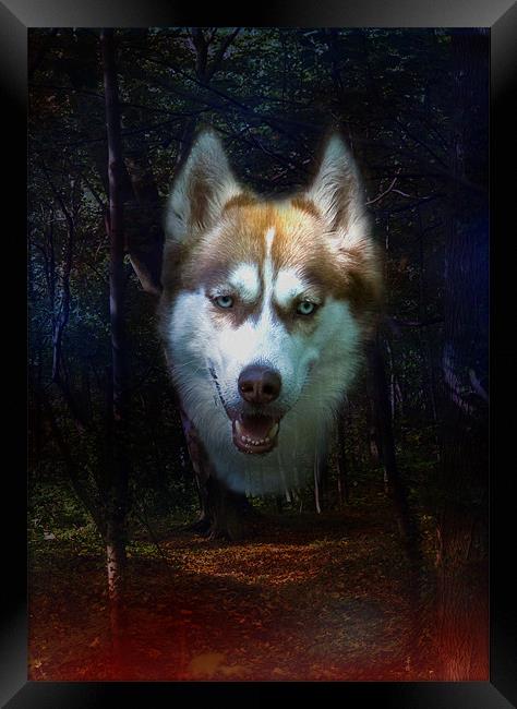 Siberian Husky Framed Print by Brian Roscorla