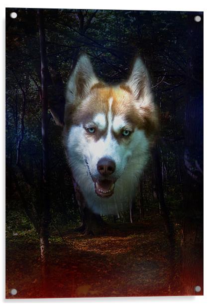 Siberian Husky Acrylic by Brian Roscorla