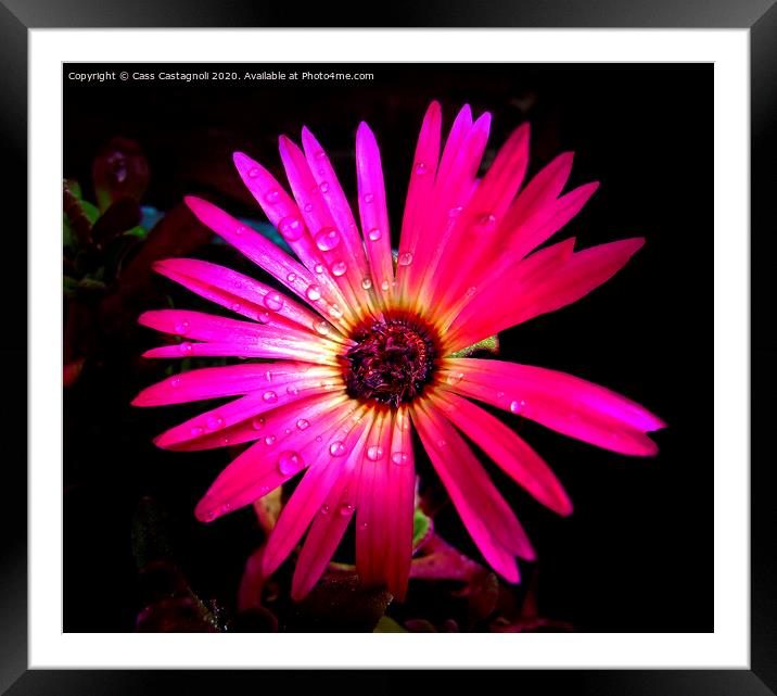 Mesembryanthemum - The Ice Flower Framed Mounted Print by Cass Castagnoli