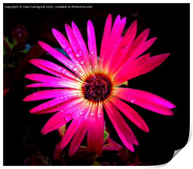 Mesembryanthemum - The Ice Flower Print by Cass Castagnoli