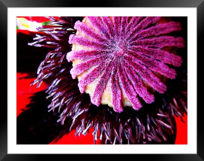 Poppy Bud Framed Mounted Print by Alexia Miles