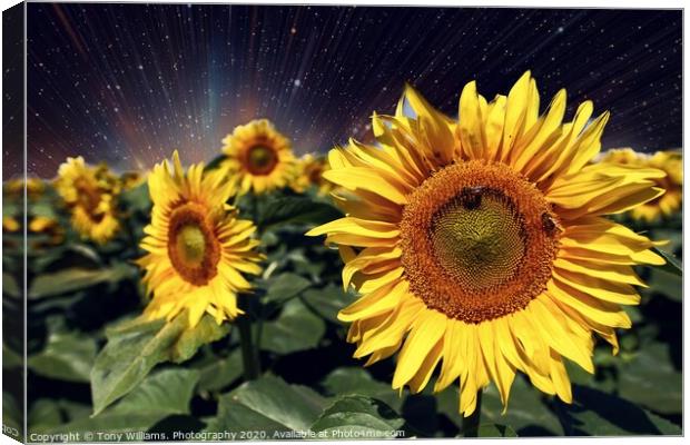 Happy Sunflowers  Canvas Print by Tony Williams. Photography email tony-williams53@sky.com