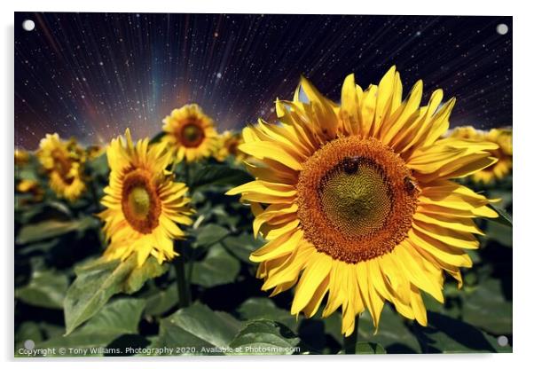 Happy Sunflowers  Acrylic by Tony Williams. Photography email tony-williams53@sky.com