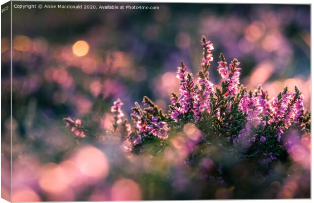 Pink Heather In The Sunset Canvas Print by Anne Macdonald