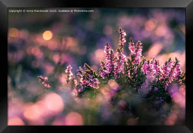 Pink Heather In The Sunset Framed Print by Anne Macdonald