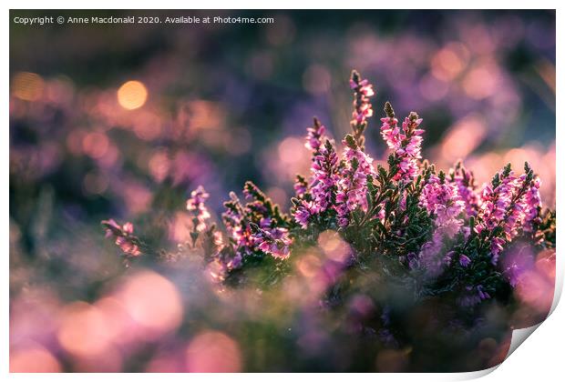 Pink Heather In The Sunset Print by Anne Macdonald