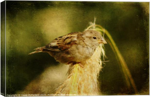 A house sparrow (Passer domesticus) Canvas Print by David McFarland