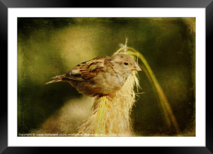 A house sparrow (Passer domesticus) Framed Mounted Print by David McFarland