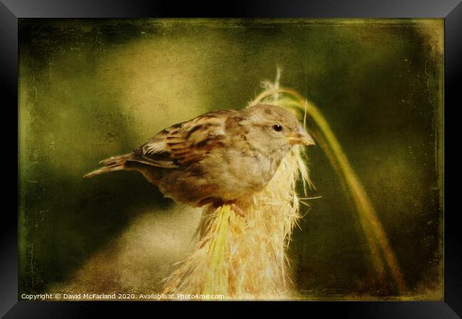 A house sparrow (Passer domesticus) Framed Print by David McFarland