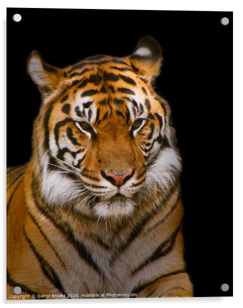 Tiger on Black Acrylic by Darryl Brooks