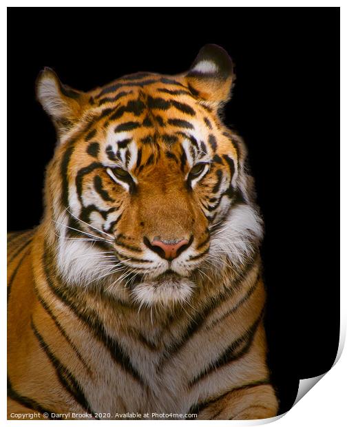 Tiger on Black Print by Darryl Brooks