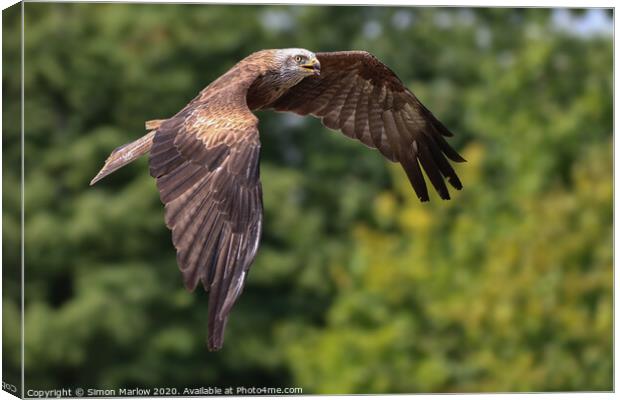 Majestic Red Kite Soaring Canvas Print by Simon Marlow