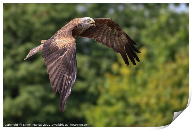 Majestic Red Kite Soaring Print by Simon Marlow