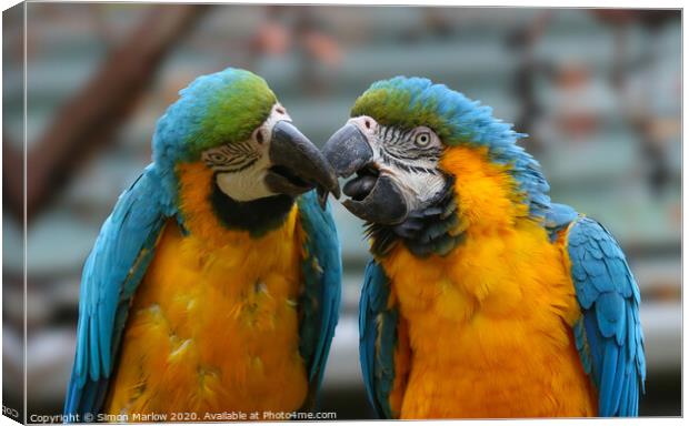 A pair of colourful kissing Macaws Canvas Print by Simon Marlow