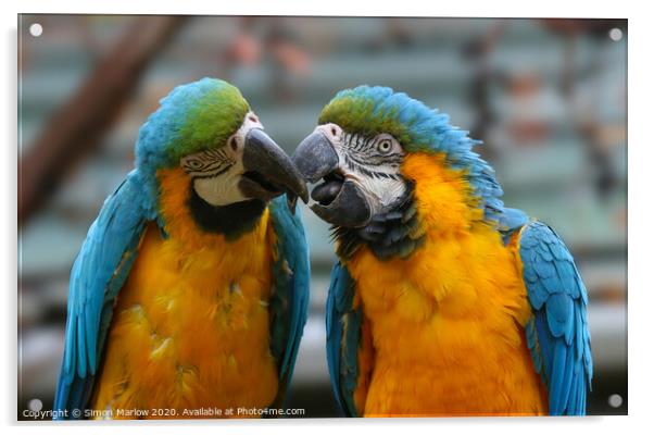 A pair of colourful kissing Macaws Acrylic by Simon Marlow
