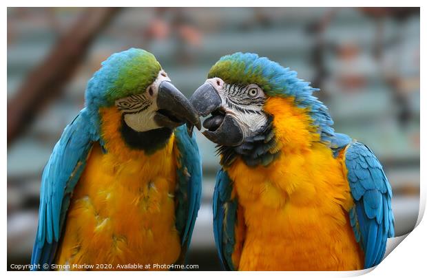 A pair of colourful kissing Macaws Print by Simon Marlow