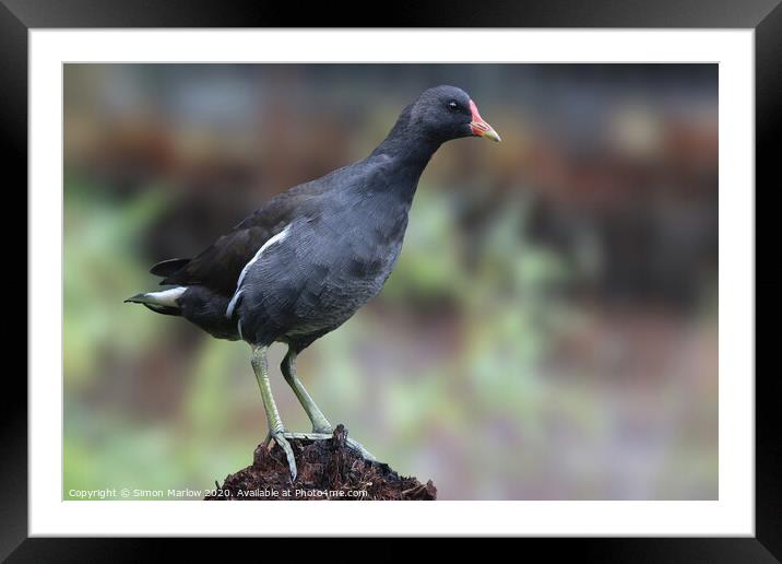 Beautiful close up of a Moorhen Framed Mounted Print by Simon Marlow