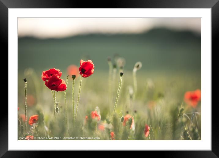 Poppy field Framed Mounted Print by Steve Lewis