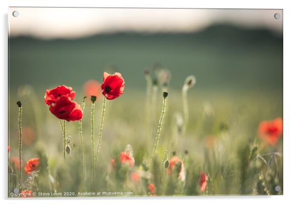 Poppy field Acrylic by Steve Lewis