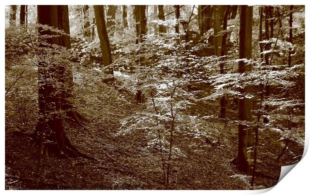 Cotswold woodland Print by Simon Johnson