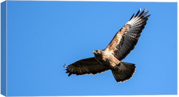 Common Buzzard in flight. Canvas Print by Tommy Dickson