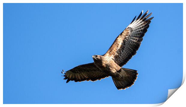 Common Buzzard in flight. Print by Tommy Dickson
