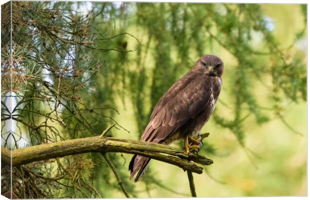 A common buzzard perched on a tree branch. Canvas Print by Tommy Dickson