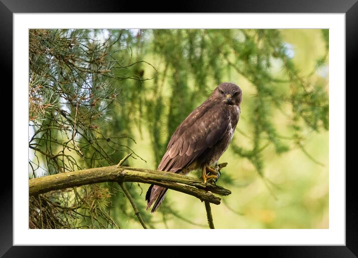 A common buzzard perched on a tree branch. Framed Mounted Print by Tommy Dickson