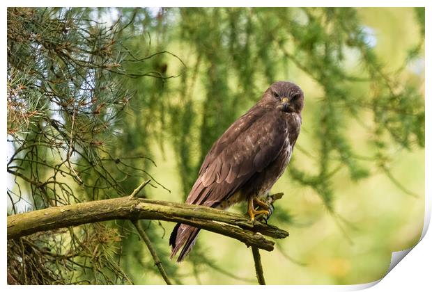 A common buzzard perched on a tree branch. Print by Tommy Dickson