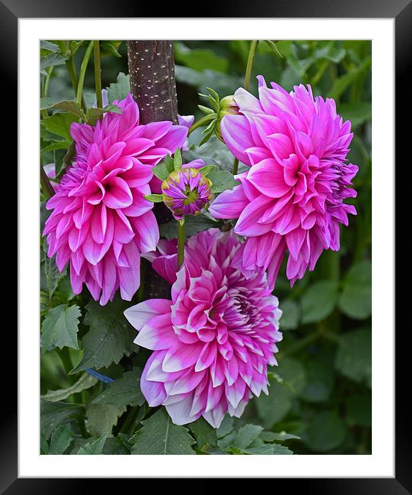 pink flowers Framed Mounted Print by Hassan Najmy