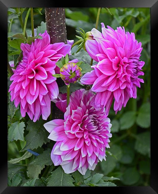 pink flowers Framed Print by Hassan Najmy